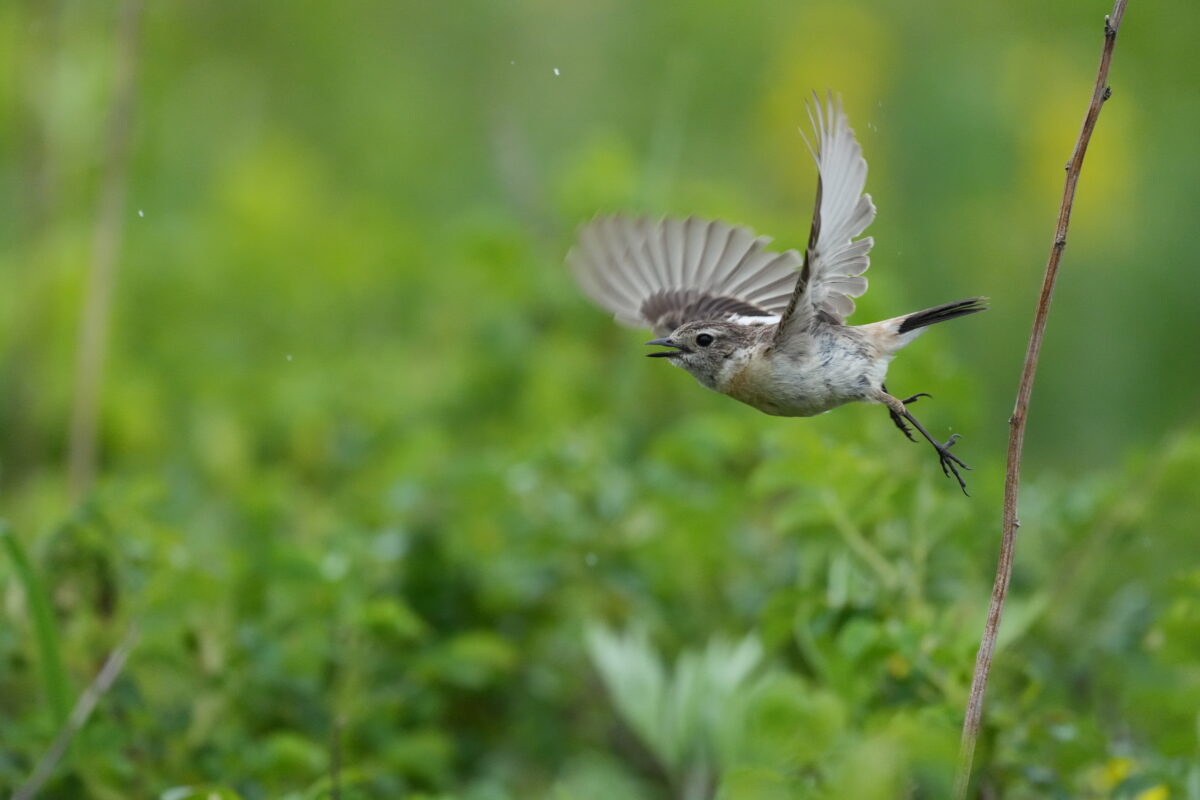 Shot with Sony FE 600mm f6.3 GM OSS
